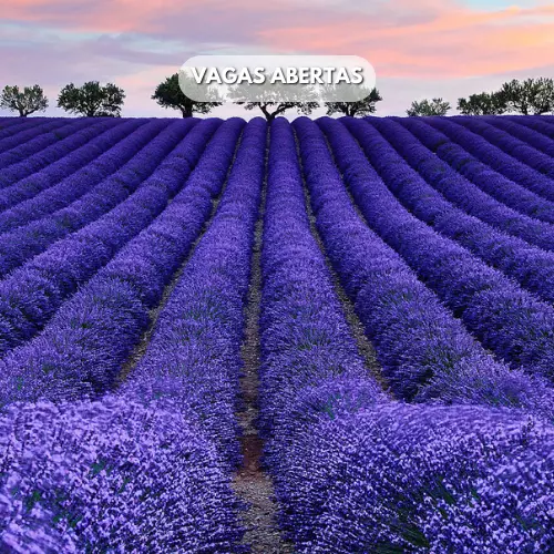FLORAÇÃO DA LAVANDA: JUNHO DE 2025 FLORAÇÃO DA LAVANDA: JUNHO DE 2025